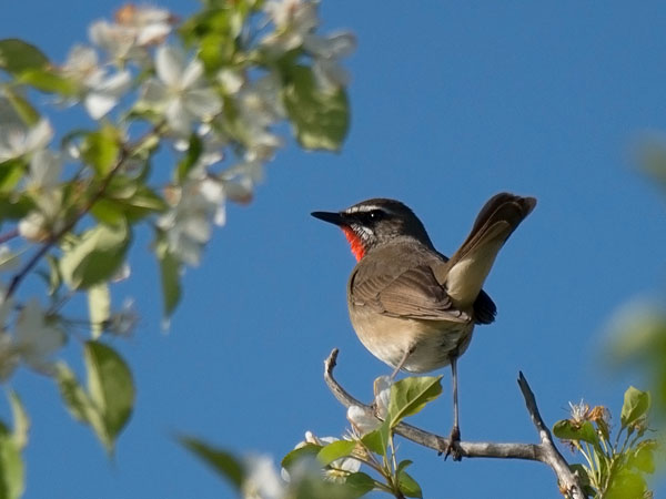 Rubiinisatakieli, Siberian Rubythroat, Calliope calliope