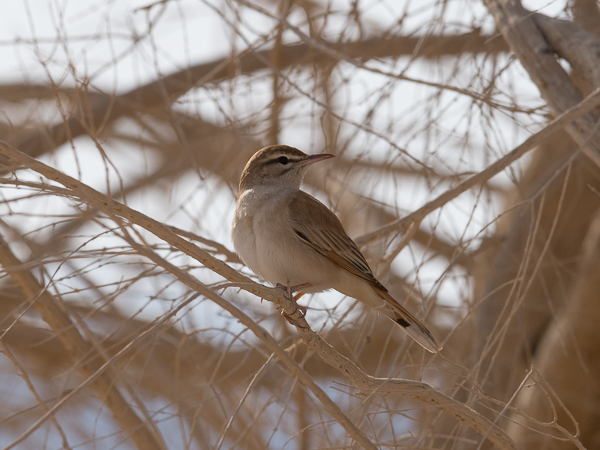 Ruostepyrstö, Rufous-tailed Scrub Robin, Cercotrichas galactotes