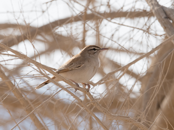 Ruostepyrstö, Rufous-tailed Scrub Robin, Cercotrichas galactotes