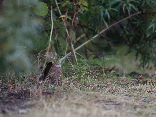 Ruostepyrstö, Rufous-tailed Scrub Robin, Cercotrichas galactotes