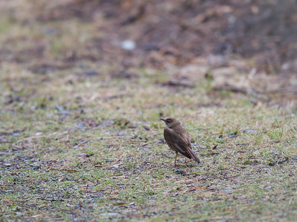 Ruostepyrstö, Rufous-tailed Scrub Robin, Cercotrichas galactotes