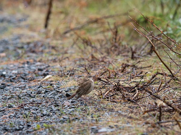 Ruostepyrstö, Rufous-tailed Scrub Robin, Cercotrichas galactotes