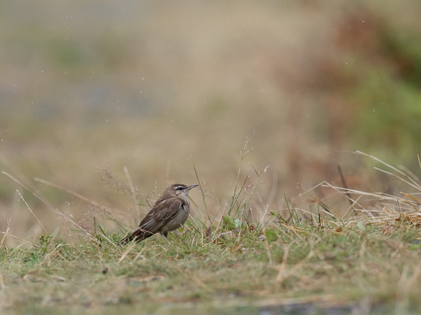 Ruostepyrstö, Rufous-tailed Scrub Robin, Cercotrichas galactotes