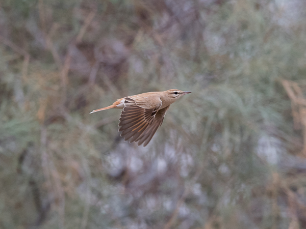 Ruostepyrstö, Rufous-tailed Scrub Robin, Cercotrichas galactotes