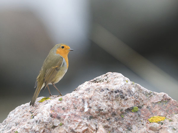 Punarinta, European Robin, Erithacus rubecula