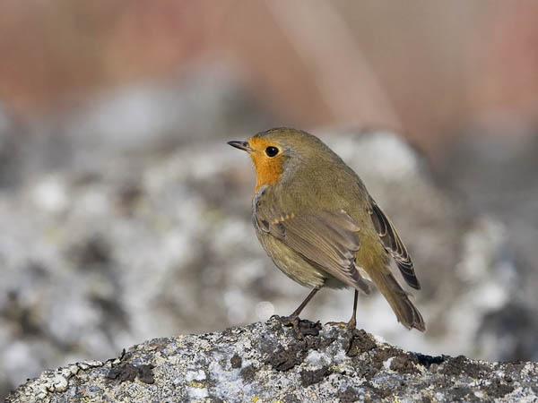 Punarinta, European Robin, Erithacus rubecula