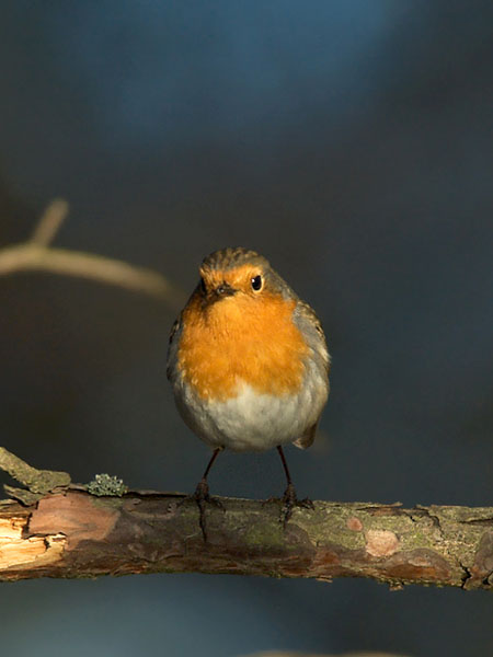 Punarinta, European Robin, Erithacus rubecula
