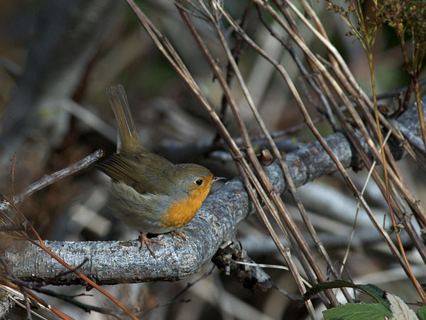 Punarinta, European Robin, Erithacus rubecula