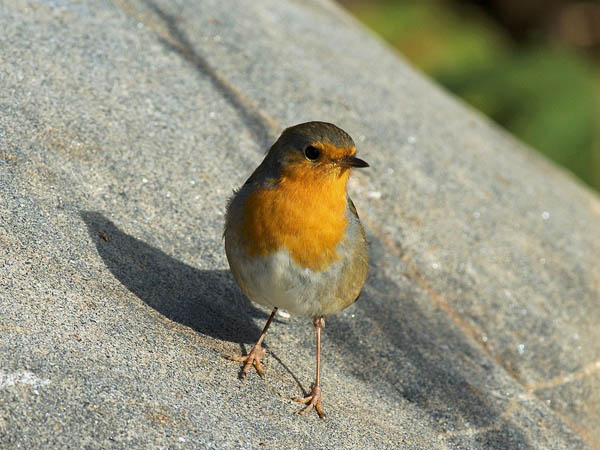 Punarinta, European Robin, Erithacus rubecula