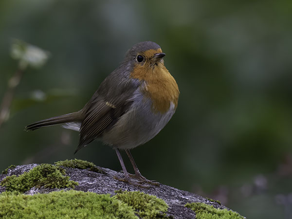 Punarinta, European Robin, Erithacus rubecula