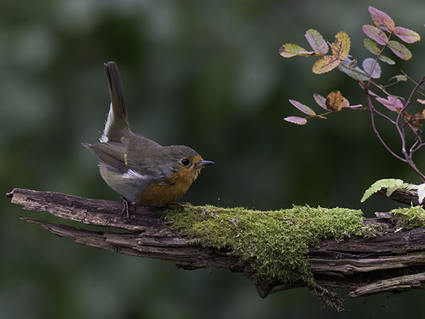 Punarinta, European Robin, Erithacus rubecula