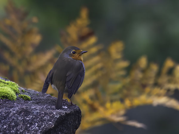 Punarinta, European Robin, Erithacus rubecula