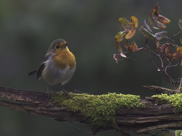 Punarinta, European Robin, Erithacus rubecula