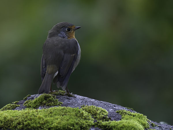 Punarinta, European Robin, Erithacus rubecula
