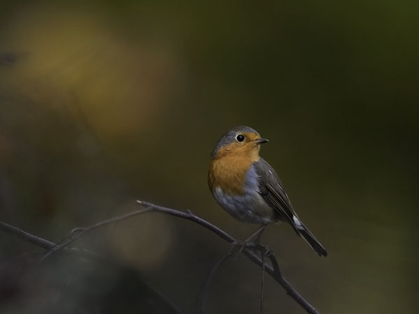 Punarinta, European Robin, Erithacus rubecula