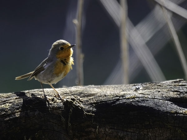 Punarinta, European Robin, Erithacus rubecula
