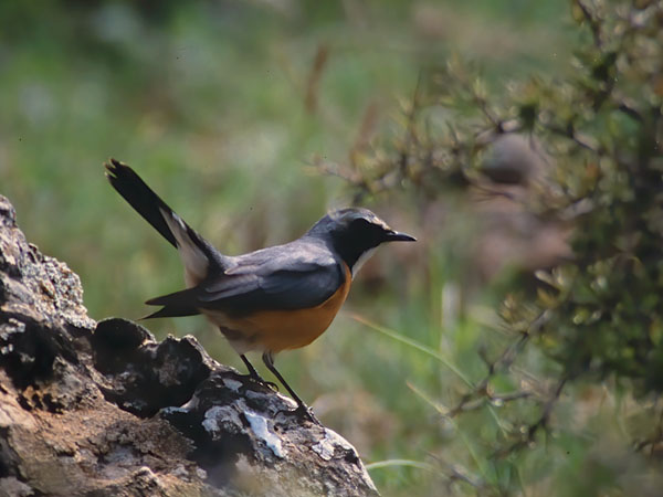 Kivikkosatakieli, White-throated Robin, Irania gutturalis