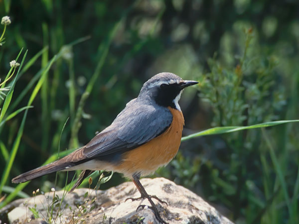 Kivikkosatakieli, White-throated Robin, Irania gutturalis