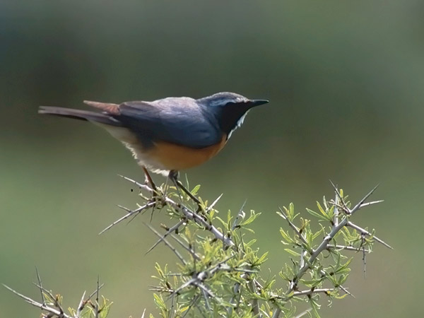 Kivikkosatakieli, White-throated Robin, Irania gutturalis