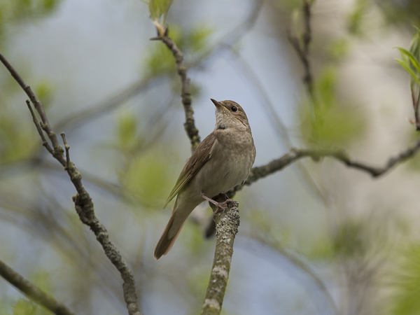 Satakieli, Thrush Nightingale, Luscinia luscinia