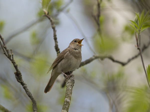 Satakieli, Thrush Nightingale, Luscinia luscinia