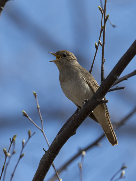 Satakieli, Thrush Nightingale, Luscinia luscinia