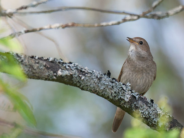 Satakieli, Thrush Nightingale, Luscinia luscinia