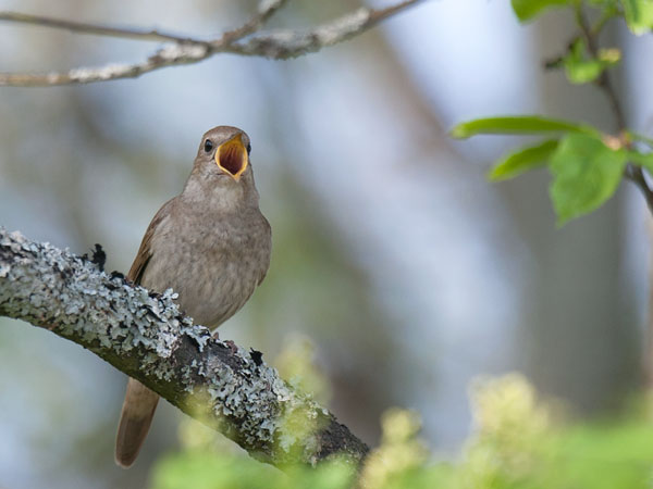 Satakieli, Thrush Nightingale, Luscinia luscinia
