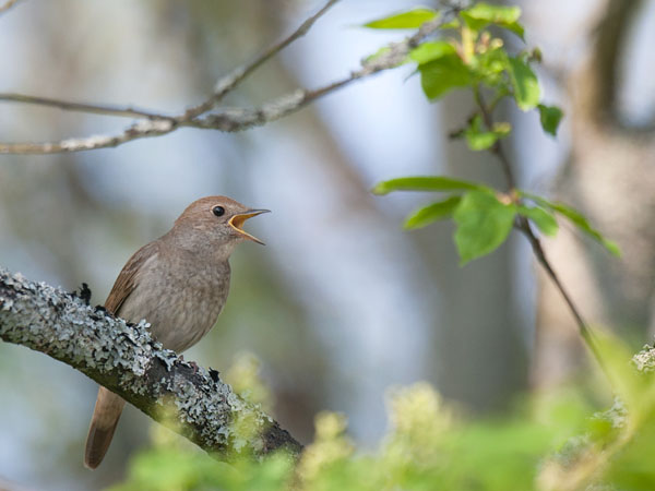 Satakieli, Thrush Nightingale, Luscinia luscinia