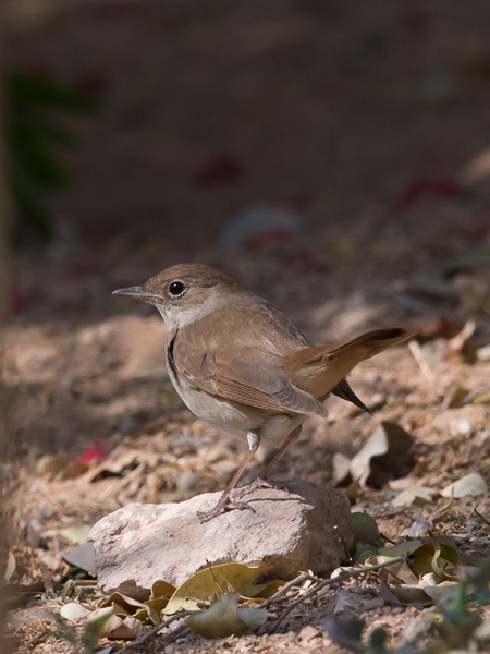 Etelänsatakieli, Common Nightingale, Luscinia megarhynchos