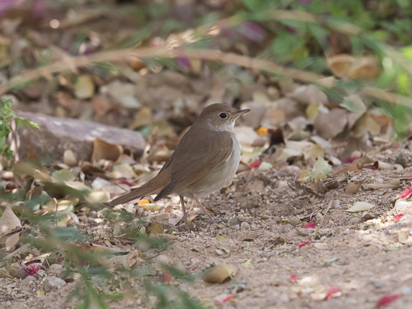 Etelänsatakieli, Common Nightingale, Luscinia megarhynchos