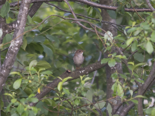 Etelänsatakieli, Common Nightingale, Luscinia megarhynchos