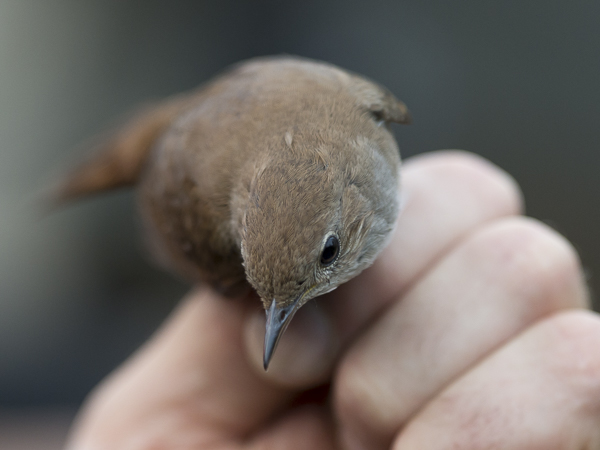 Etelänsatakieli, Common Nightingale, Luscinia megarhynchos