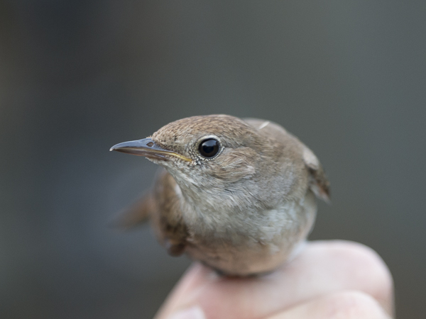 Etelänsatakieli, Common Nightingale, Luscinia megarhynchos