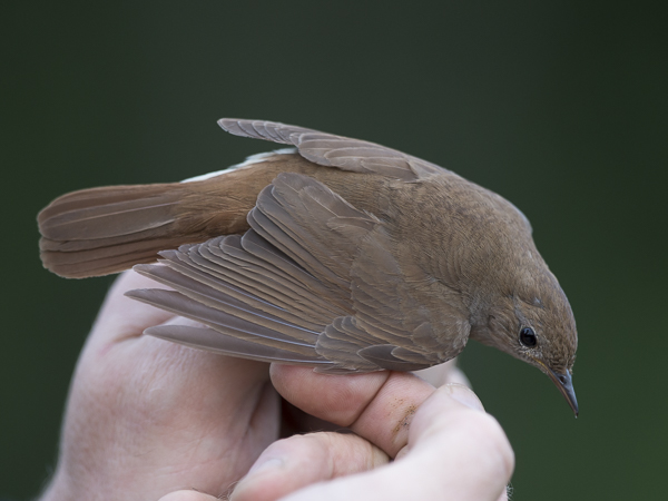 Etelänsatakieli, Common Nightingale, Luscinia megarhynchos