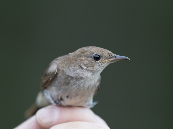 Etelänsatakieli, Common Nightingale, Luscinia megarhynchos