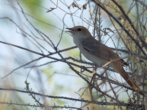 Etelänsatakieli, Common Nightingale, Luscinia megarhynchos