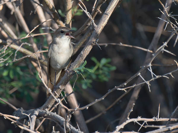 Etelänsatakieli, Common Nightingale, Luscinia megarhynchos