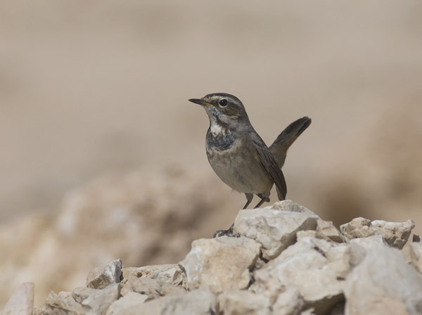Sinirinta, Bluethroat, Luscinia svecica