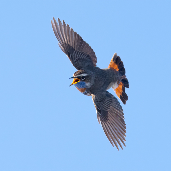 Sinirinta, Bluethroat, Luscinia svecica
