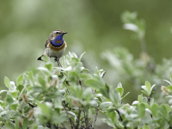 Sinirinta, Bluethroat, Luscinia svecica