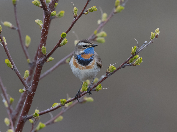 Sinirinta, Bluethroat, Luscinia svecica