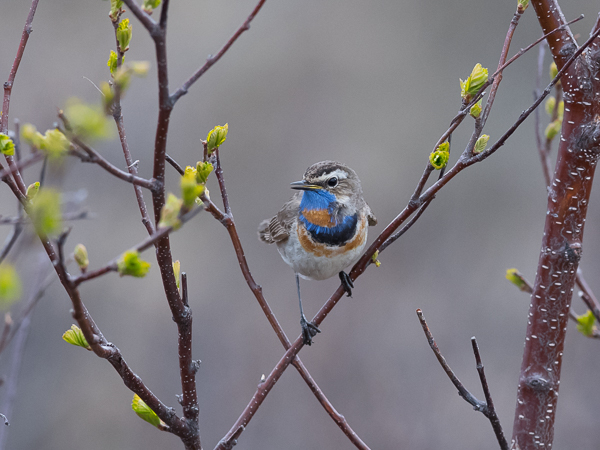 Sinirinta, Bluethroat, Luscinia svecica