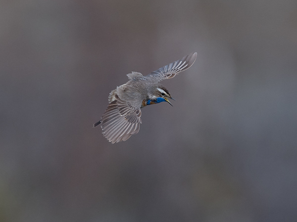 Sinirinta, Bluethroat, Luscinia svecica