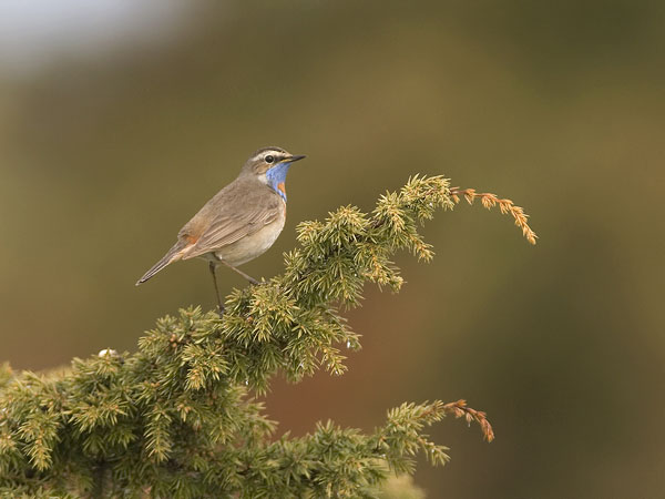 Sinirinta, Bluethroat, Luscinia svecica