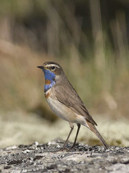 Sinirinta, Bluethroat, Luscinia svecica