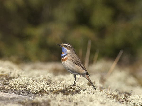 Sinirinta, Bluethroat, Luscinia svecica