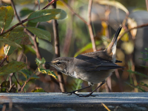 Sinirinta, Bluethroat, Luscinia svecica