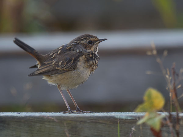 Sinirinta, Bluethroat, Luscinia svecica