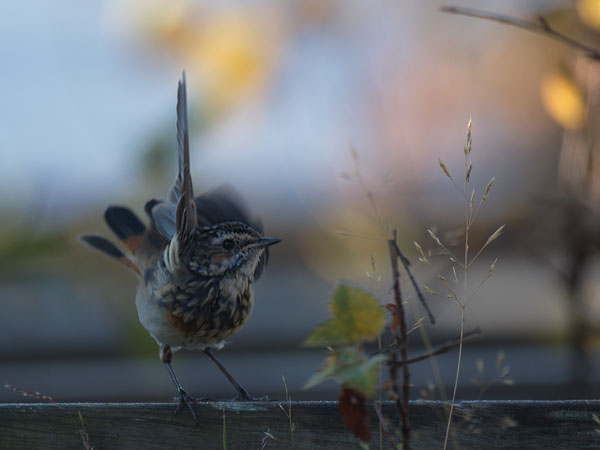Sinirinta, Bluethroat, Luscinia svecica